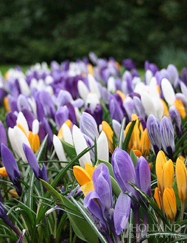 Menu Early Spring Flowers Garden Kit - Image 7