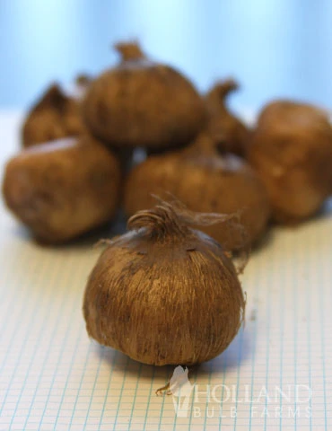 Menu 90 Days Of Spring Flowers Garden Kit - Image 6