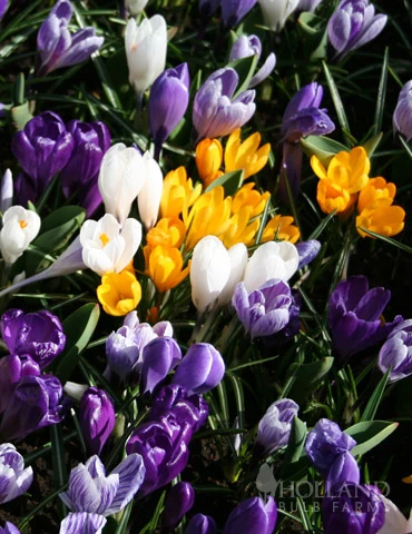 Menu 90 Days Of Spring Flowers Garden Kit - Image 4