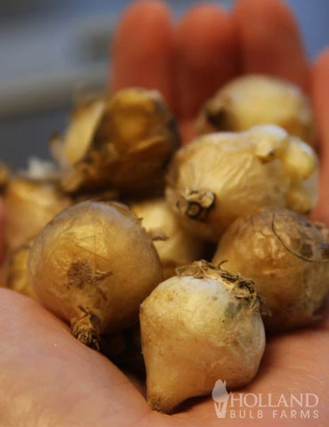 Menu Under The Tree And Blooming Collection - Image 10