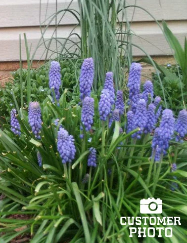 Menu Under The Tree And Blooming Collection - Image 11