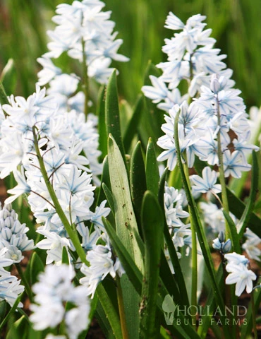 Menu Cool And Calm Blue Collection - Image 8