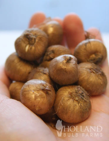 Menu River Of Blue Garden Collection - Image 14