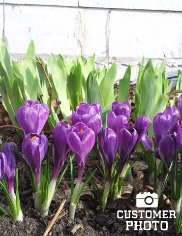 Menu River Of Blue Garden Collection - Image 15