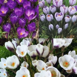 Menu Purple Blend Of Crocus Collection