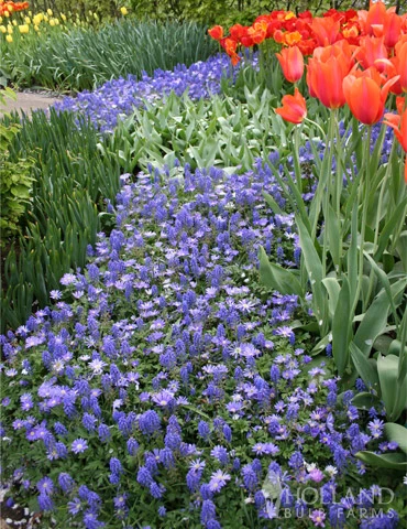 Menu Late Spring Blooms Collection - Image 13