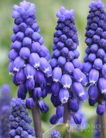 Menu Must Have Muscari Collection - Image 5