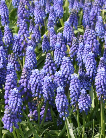 Menu Must Have Muscari Collection - Image 6
