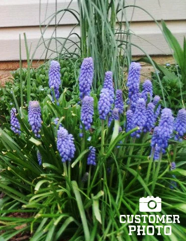 Menu Must Have Muscari Collection - Image 9