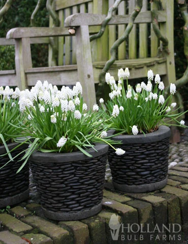 Menu Must Have Muscari Collection - Image 11