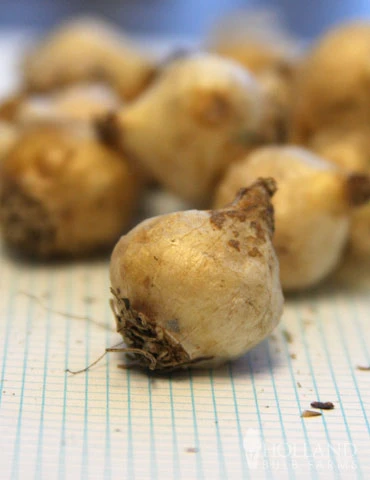 Menu Must Have Muscari Collection - Image 12