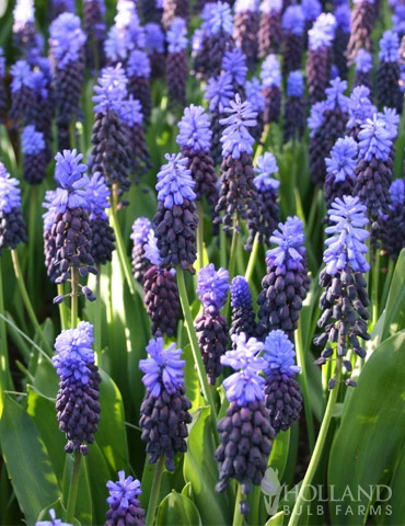Menu Must Have Muscari Collection - Image 14
