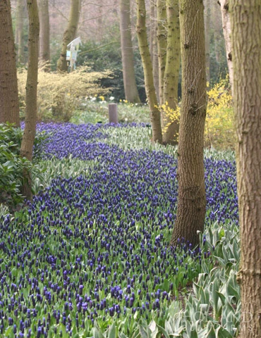 Menu Must Have Muscari Collection - Image 15