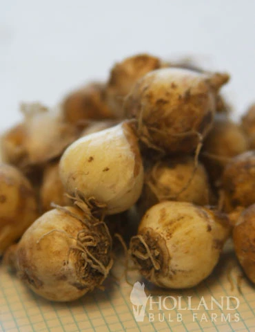 Menu Must Have Muscari Collection - Image 16