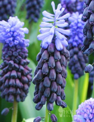 Menu Must Have Muscari Collection - Image 4