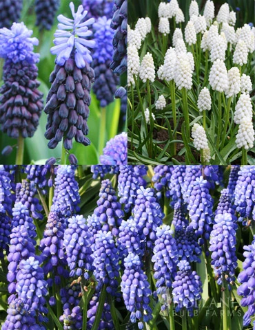 Menu Must Have Muscari Collection