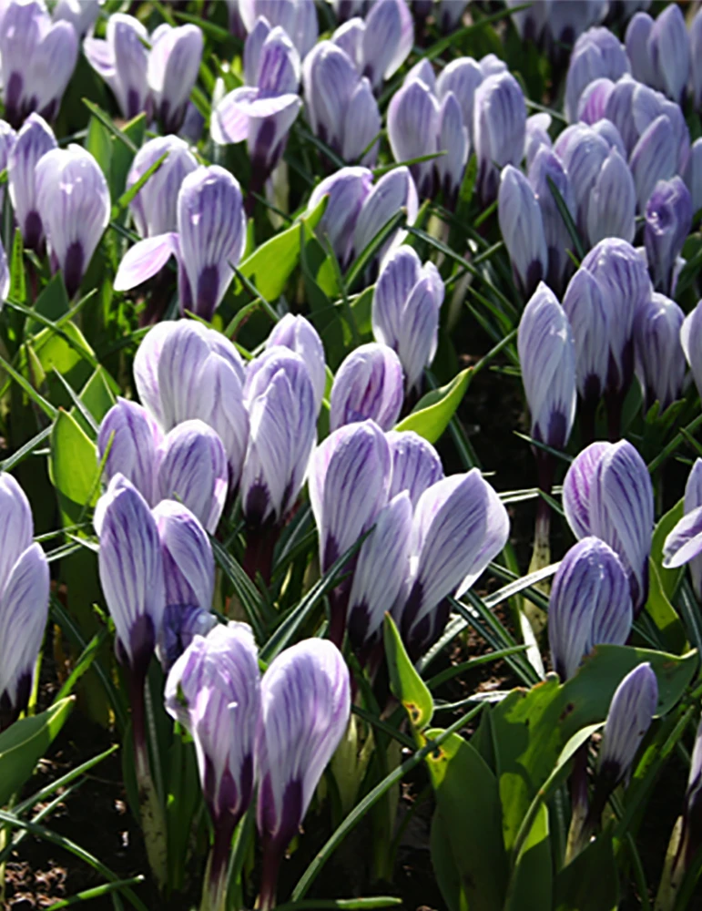 Menu The Everything Spring Garden Collection - Image 12