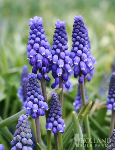 Menu The Everything Spring Garden Collection - Image 14