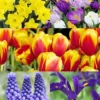 Menu Complete Spring Flower Bulb Garden