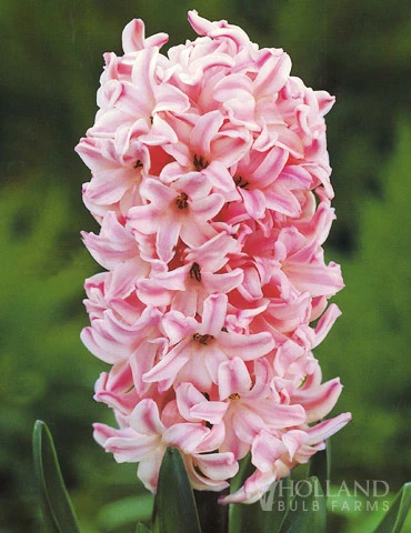 Menu Under The Tree And Blooming Collection - Image 12