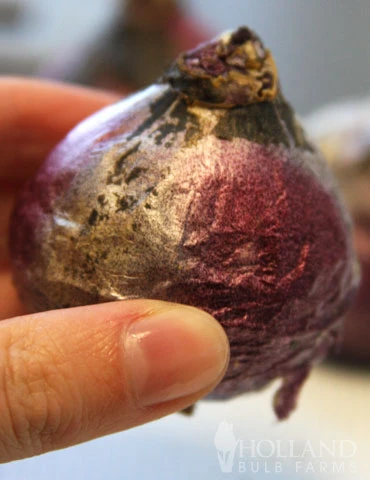 Menu Under The Tree And Blooming Collection - Image 15