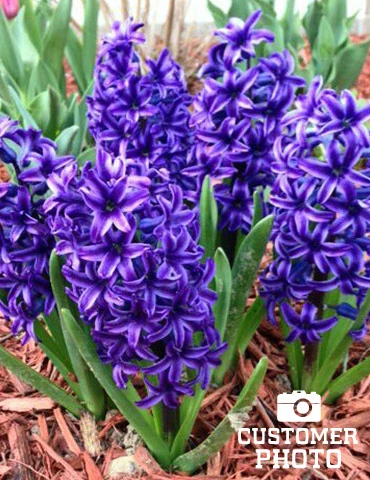 Menu Classic Beauty Spring Collection - Image 16