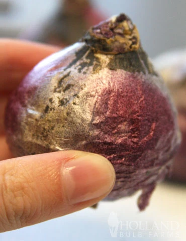 Menu All Spring Blooms Of Fragrant And Cut Flowers - Image 5