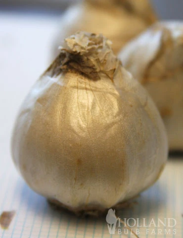 Menu Cool And Calm Blue Collection - Image 13