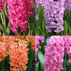 Menu Vivid Hyacinth Collection