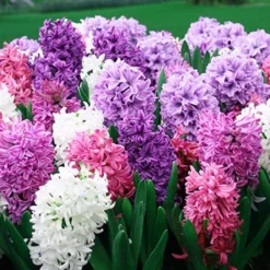 Menu Berries & Cream Hyacinth Collection