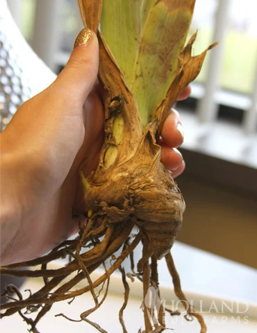 Menu Late Spring Spectacular Garden - Image 10