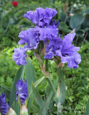 Menu Late Spring Spectacular Garden - Image 11
