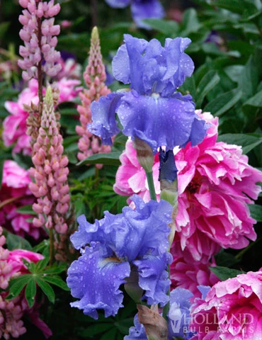 Menu Late Spring Spectacular Garden - Image 12