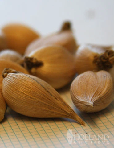 Menu Early Spring Flowers Garden Kit - Image 10