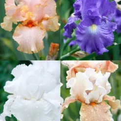 Menu Reblooming German Iris Collection