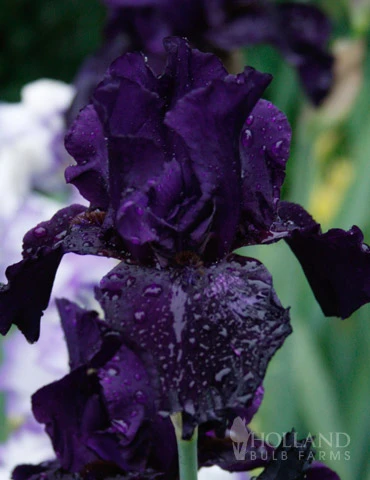 Menu Waves Of Purple Bearded Iris Collection - Image 2