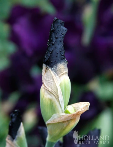 Menu Waves Of Purple Bearded Iris Collection - Image 4