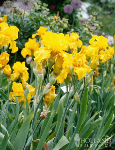 Menu Late Spring Spectacular Garden - Image 14