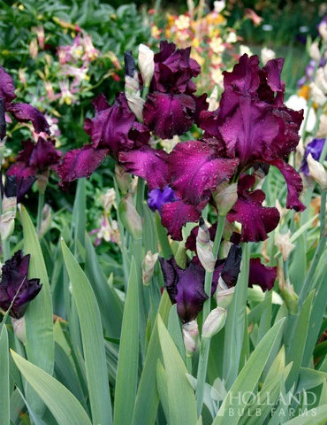 Menu Cheerful Duo Bearded Iris Collection - Image 3