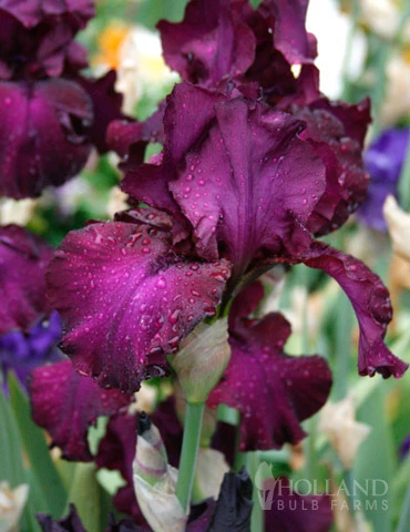 Menu Waves Of Purple Bearded Iris Collection - Image 6
