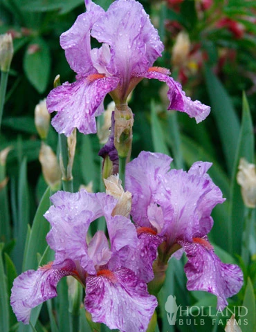 Menu Waves Of Purple Bearded Iris Collection - Image 9