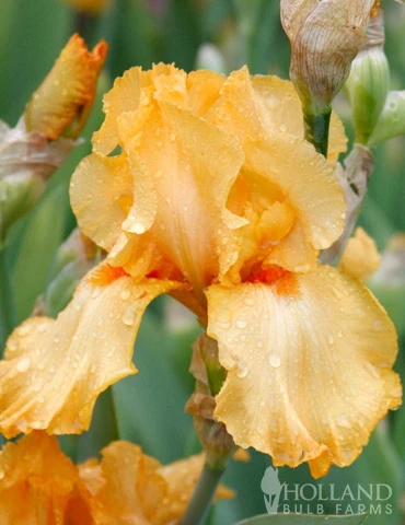 Menu Cheerful Duo Bearded Iris Collection - Image 5