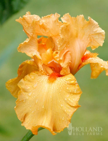 Menu Cheerful Duo Bearded Iris Collection - Image 4