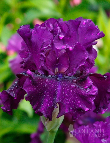 Menu Waves Of Purple Bearded Iris Collection - Image 10