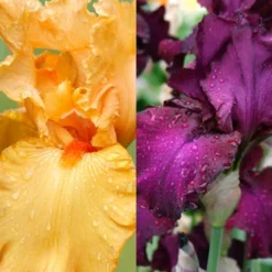 Menu Cheerful Duo Bearded Iris Collection