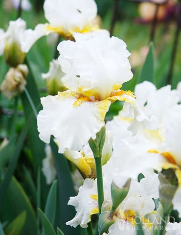 Menu Plumkist Bearded Iris Collection - Image 3