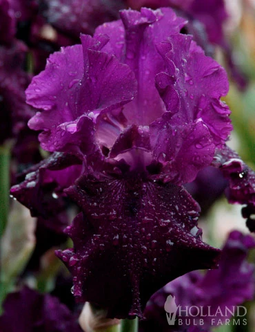 Menu Waves Of Purple Bearded Iris Collection - Image 12