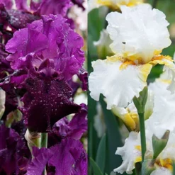 Menu Plumkist Bearded Iris Collection