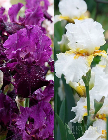 Menu Plumkist Bearded Iris Collection