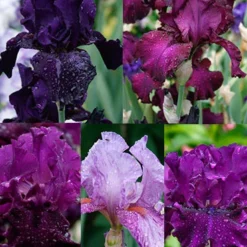 Menu Waves Of Purple Bearded Iris Collection